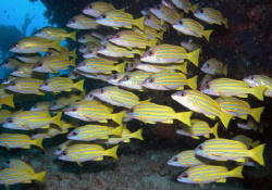 Blue-striped snappers by Dr. Nudi 